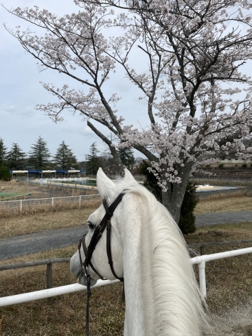 カレカの馬場横に咲いてる桜「2024年春　桜🌸　Riding Club CARECA」