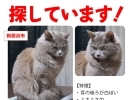 迷い猫を探しています【新居浜市 萩生コープタウン付近】