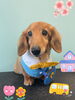 「Dog salon mofu mofu 余市町」