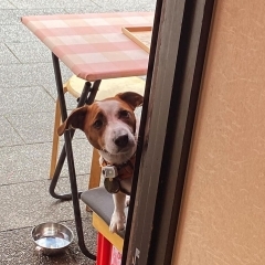 かわいいジャック🐶【🌟人気観光地！柴又帝釈天参道おすすめグルメ！美味しいランチ＆昼飲み＆食べ歩き好吃好喝メニューのお店🏮】