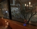 小樽花銀通りの桜🌸の街路樹今週末には開花します　  小樽のカクテル&ショットバー・ハーフトーン