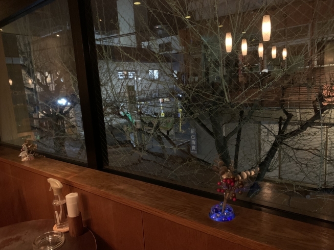 「小樽花銀通りの桜🌸の街路樹今週末には開花します　  小樽のカクテル&ショットバー・ハーフトーン」