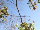 桜🌸終わった…？いえいえ、次は八重桜ですよ！🌸🌸