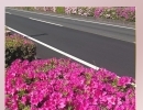 道路沿いのツツジ🌺