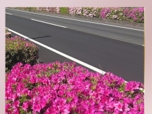 道路沿いのツツジ🌺