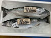 「本日入荷」