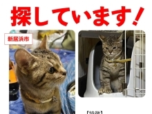 迷い猫を探しています【新居浜市東雲町】