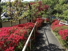 岡本寺は花ざかり🌸4月28日(日）は花まつり🌺4月26日(金）は岡本寄席