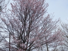 桜、咲きました！