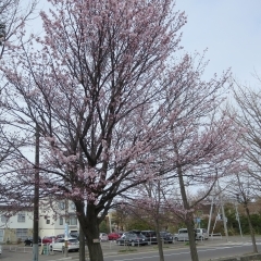 桜、咲きました！