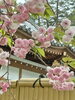真間山弘法寺の八重桜「パニック障害・うつ症状を自然治癒に導く施術①～腸内環境の正常化～【開院40年！心身再生「自律神経整体」湧命術   市川市本八幡駅から徒歩すぐの整体院】」