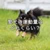 「愛犬の健康のために大切なこと。」