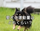 愛犬の健康のために大切なこと。