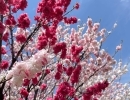 道の駅木曽福島 花桃の花が満開です！