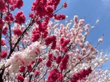 道の駅木曽福島 花桃の花が満開です！