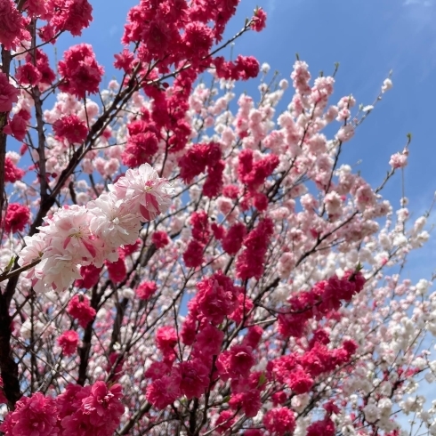 「道の駅木曽福島 花桃の花が満開です！」