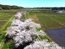 しろいのサクラ🌸なう！「2024年最終回」