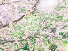 八重桜が満開です！【江戸川区でこども・ファミリーの出張撮影をしています】
