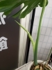 モンステラの新芽が出てきました😊「カイロプラクティックを受ける意味」