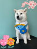 「Dog salon mofu mofu 余市町」