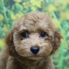 トイプードル子犬レッド女の子メス、生後4ヶ月。千葉県鎌ヶ谷市船橋市市川市柏市ブリーダー