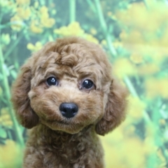 トイプードル子犬レッド男の子(オス)、生後4ヶ月。千葉県鎌ヶ谷市船橋市市川市柏市ブリーダー