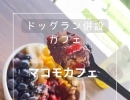 ドッグラン併設された御所市のおしゃれなカフェ「マコモカフェ」さんへ行ってきました