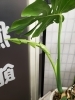 モンステラが開きそう！「カイロプラクティックを受ける意味②」