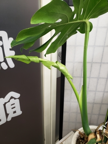 モンステラが開きそう!「カイロプラクティックを受ける意味②」