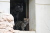 「ジャガーの仔の一般公開について」