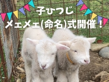【5/3（金） 開催】ふるるファームで生まれた子羊2頭にお名前を付けてあげよう！　子羊メェメェ(命名)式開催のお知らせ