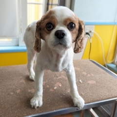 【☆★今日のわんこより★☆】豊平区月寒東のトリミングショップ【犬の床屋さんちゃいるどっく】信頼のクオリティを提供！安い価格設定！人気のオプション歯みがき、炭酸泉浴など！ご自宅では難しい爪切りもお任せください！予約制で夜間営業も！