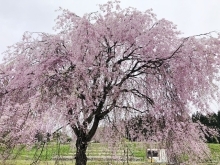胎内の美しい桜を想い、そしてCopilot君！