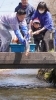 写真は昨年の様子です「今年もやります！金山大堰鯉の放流🐟️」