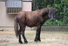 「ノマウマのみく（♀）が新しく仲間入りしました！」
