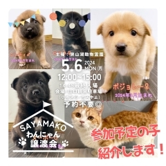 ✿5/6㈪ 譲渡会(所沢市)参加保護犬猫情報！⑤✿ MIX犬/雑種犬/保護猫/狭山湖動物霊園