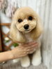 「トリマー求人募集★新潟市ペットホテル♪犬のトリミングHappyTail」