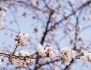 3月のイベントの様子🌸【桜見学・八女人形会館】