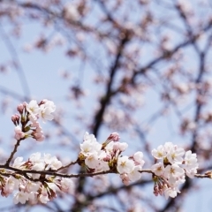 3月のイベントの様子🌸【桜見学・八女人形会館】