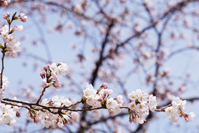 「3月のイベントの様子🌸【桜見学・八女人形会館】」