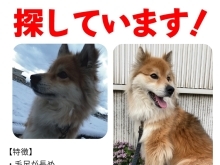 迷い犬を探しています【新居浜市船木】