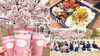 「にじげん松山お花見【vlog】🌸」