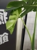 おお！がんばったね！あと少しだモンステラちゃん！「背骨がゆがむ理由②」