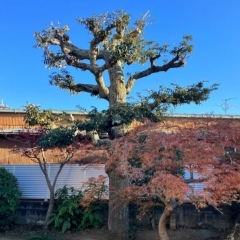 植栽のお手入れや管理ならお任せください✨️