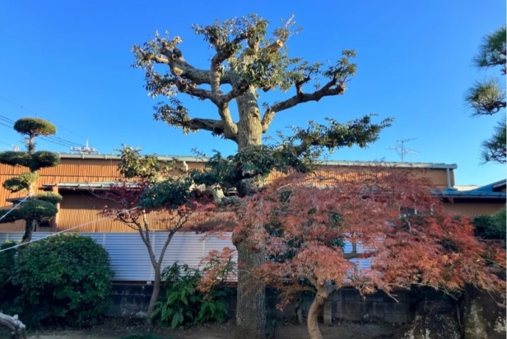 剪定後の写真です「植栽のお手入れや管理ならお任せください✨️」