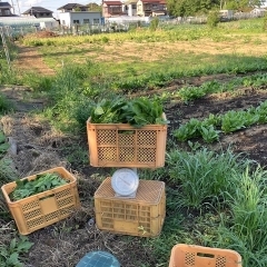 4/25 本日の農園 【お手軽に自然体験するならベジキングの観光農園 K's Garden Lab.】