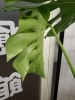 いいね！葉っぱの形になってきました！！！モンステラ「☆自然治癒力☆」