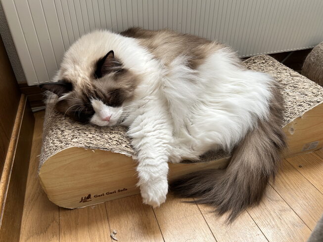 梵天丸店長 休憩中「ゴールデンウィーク中の猫さんホテル【⠀札幌 北区 catbeard キャットビヤード】」