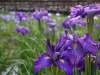 ハナショウブ「花しょうぶ園開園のお知らせ」