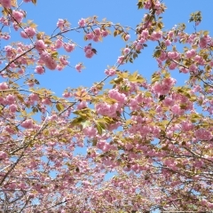 八重桜終盤戦！ちょっと羅生門さくら公園に立ち寄りました
